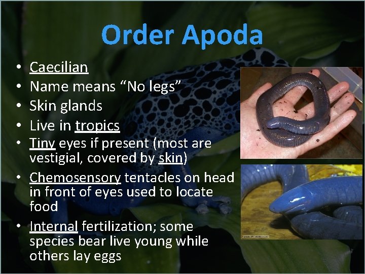 Order Apoda • • Caecilian Name means “No legs” Skin glands Live in tropics