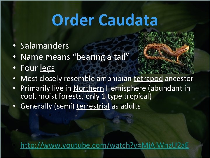 Order Caudata • Salamanders • Name means “bearing a tail” • Four legs •