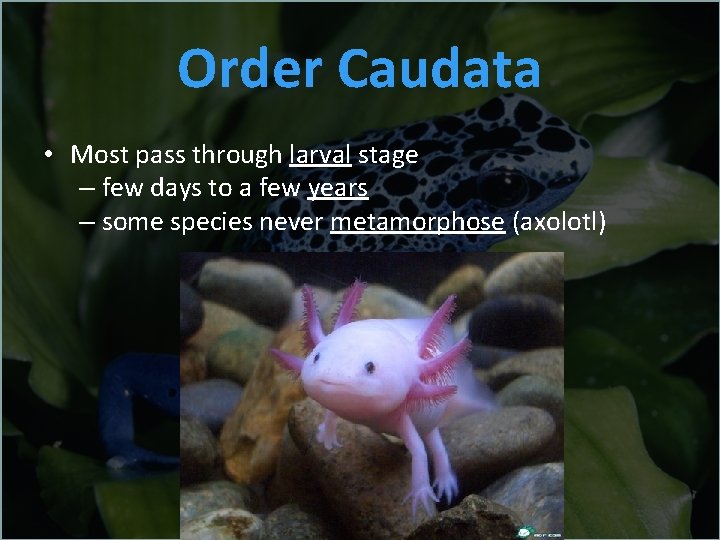 Order Caudata • Most pass through larval stage – few days to a few