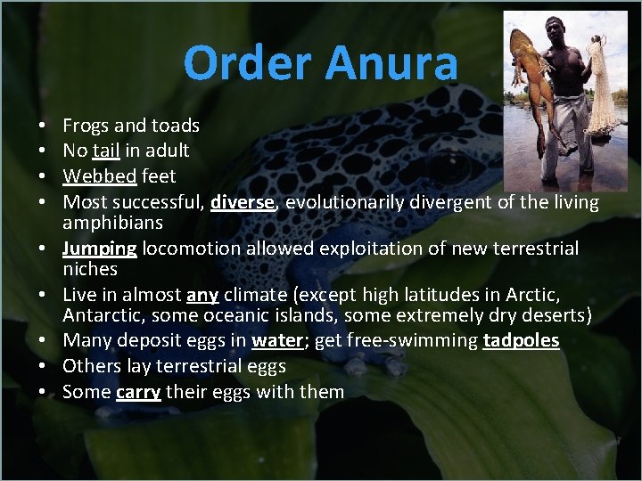 Order Anura • • • Frogs and toads No tail in adult Webbed feet
