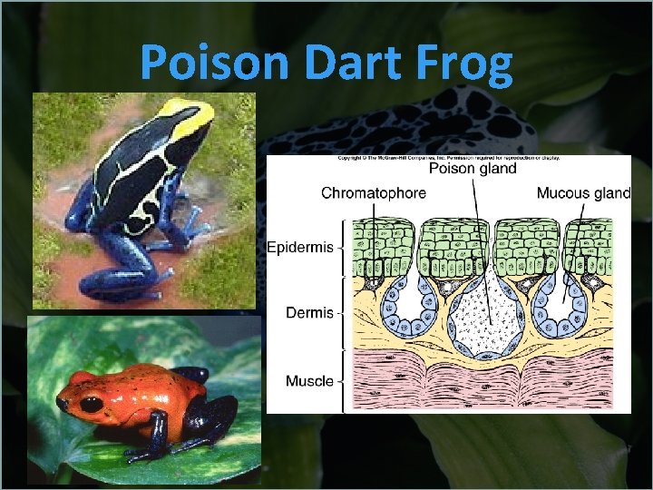 Poison Dart Frog 