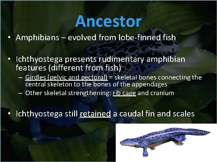 Ancestor • Amphibians – evolved from lobe-finned fish • Ichthyostega presents rudimentary amphibian features