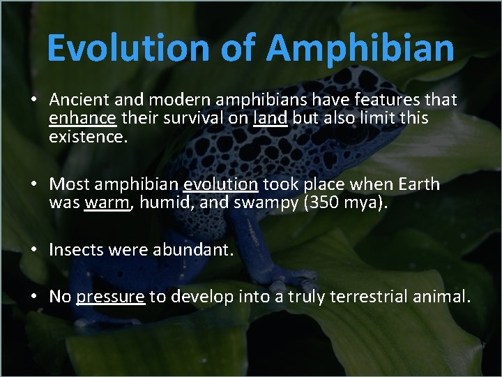 Evolution of Amphibian • Ancient and modern amphibians have features that enhance their survival