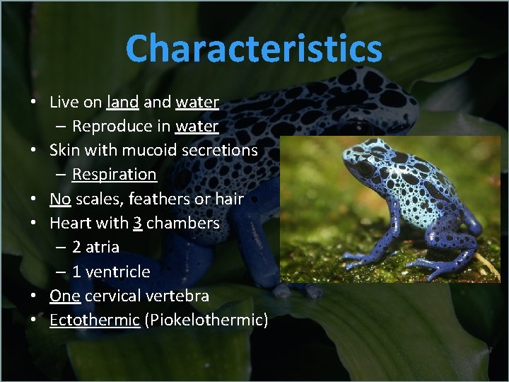 Characteristics • Live on land water – Reproduce in water • Skin with mucoid
