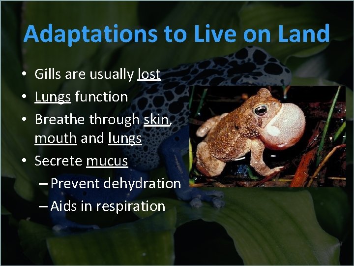 Adaptations to Live on Land • Gills are usually lost • Lungs function •