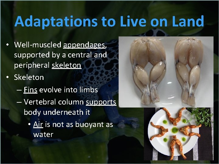 Adaptations to Live on Land • Well-muscled appendages, supported by a central and peripheral