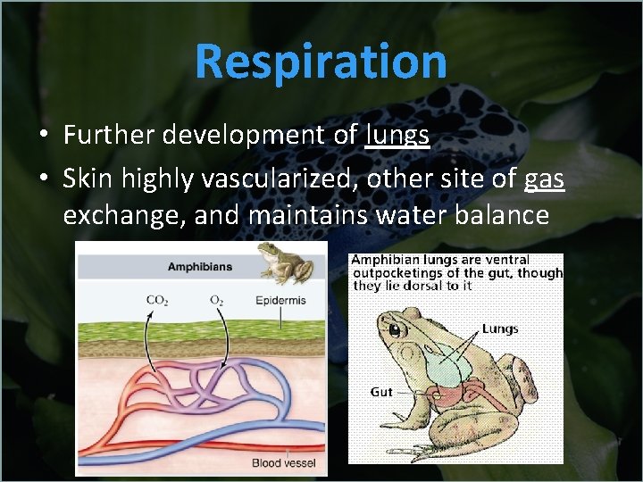 Respiration • Further development of lungs • Skin highly vascularized, other site of gas