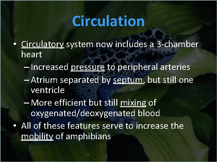 Circulation • Circulatory system now includes a 3 -chamber heart – Increased pressure to