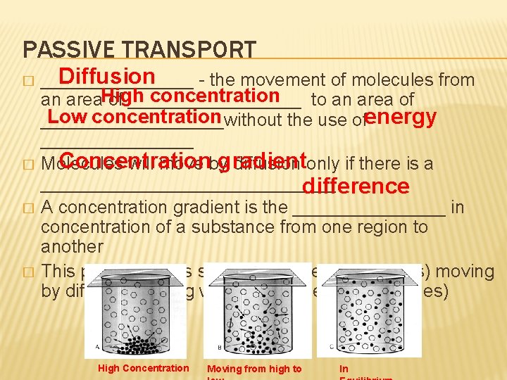 PASSIVE TRANSPORT � � Diffusion ________ - the movement of molecules from concentration an