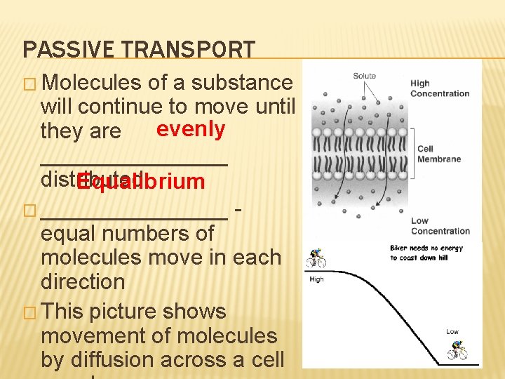 PASSIVE TRANSPORT � Molecules of a substance will continue to move until evenly they