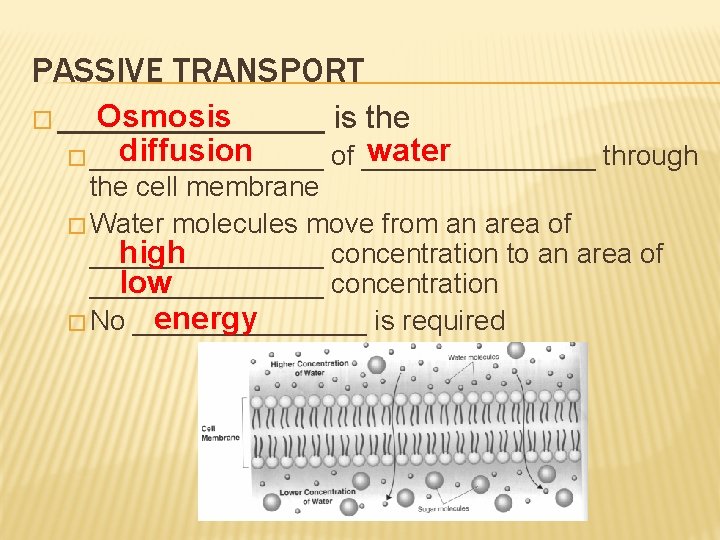 PASSIVE TRANSPORT Osmosis � ________ is the diffusion water � ________ of ________ through