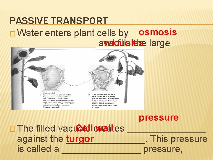 PASSIVE TRANSPORT enters plant cells by osmosis vacuoles ________ and fills the large ________