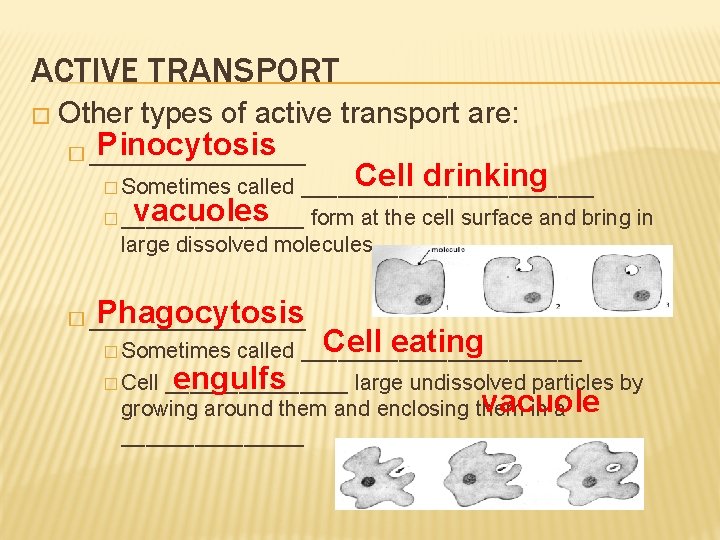 ACTIVE TRANSPORT � Other types of active transport are: Pinocytosis � ________ Cell drinking