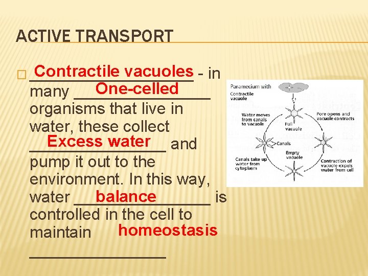 ACTIVE TRANSPORT Contractile vacuoles � _________ - in One-celled many ________ organisms that live