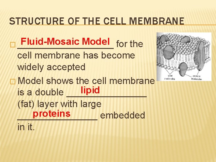 STRUCTURE OF THE CELL MEMBRANE Fluid-Mosaic Model � _________ for the cell membrane has