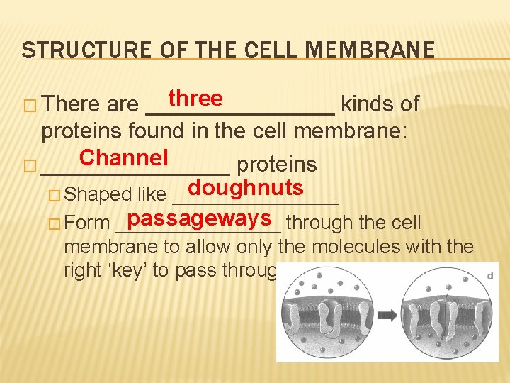 STRUCTURE OF THE CELL MEMBRANE three are ________ kinds of proteins found in the