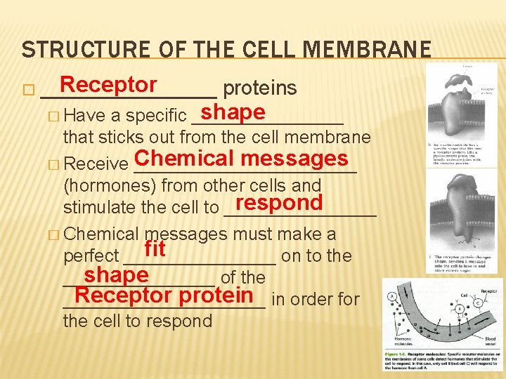 STRUCTURE OF THE CELL MEMBRANE Receptor � ________ proteins shape a specific ________ that