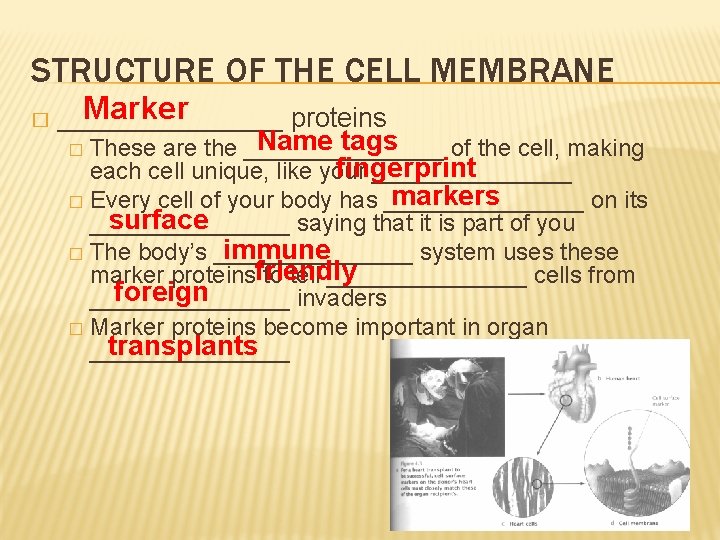 STRUCTURE OF THE CELL MEMBRANE � Marker ________ proteins Name tags � These are