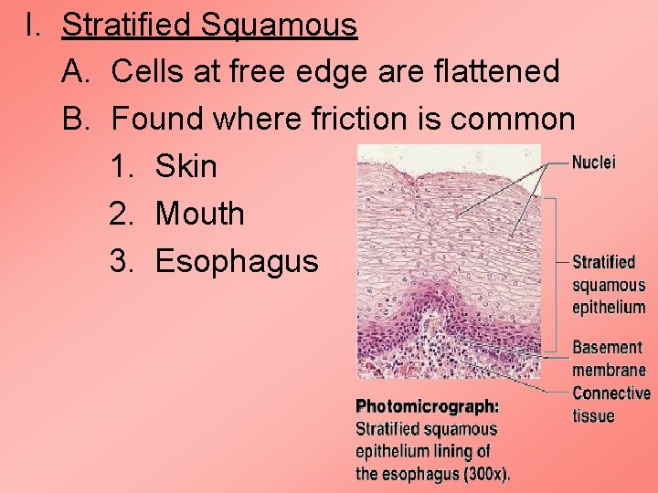 I. Stratified Squamous A. Cells at free edge are flattened B. Found where friction