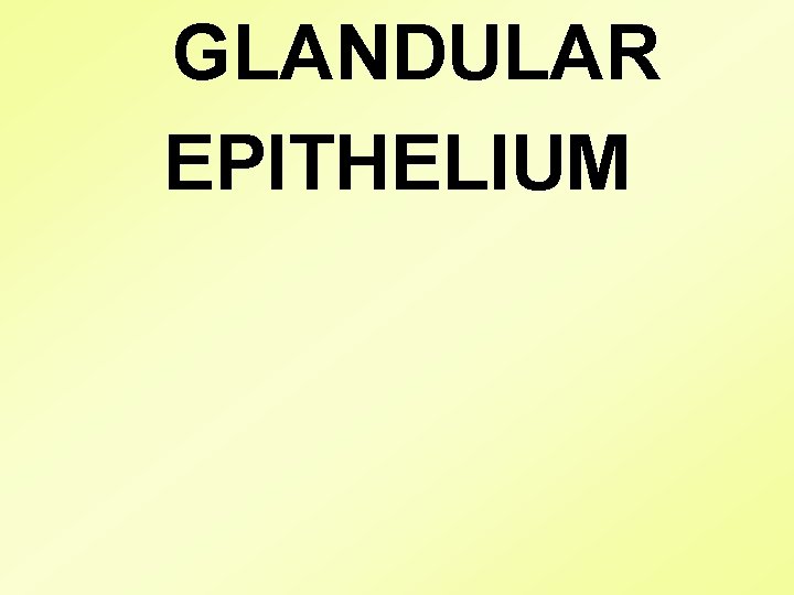 GLANDULAR EPITHELIUM 
