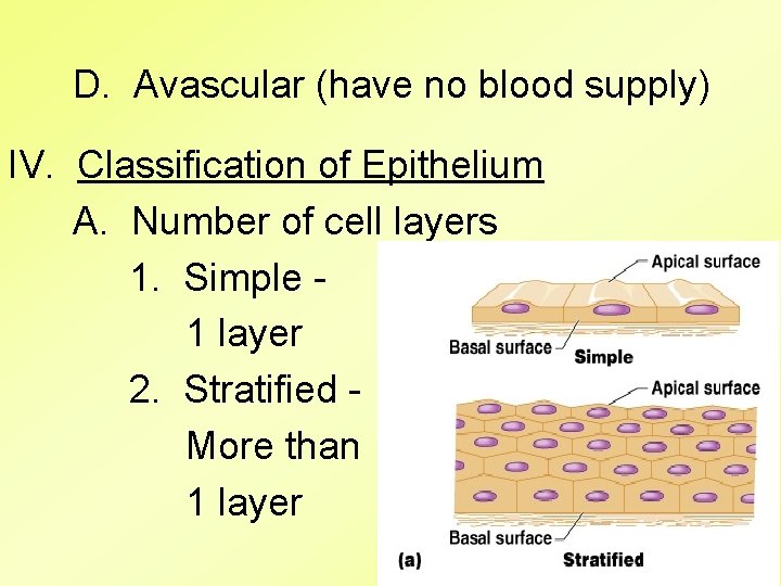 D. Avascular (have no blood supply) IV. Classification of Epithelium A. Number of cell