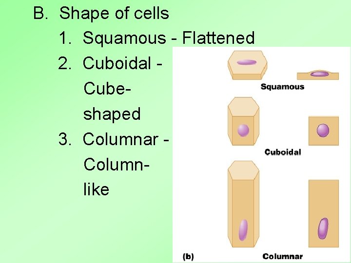 B. Shape of cells 1. Squamous - Flattened 2. Cuboidal Cubeshaped 3. Columnar Columnlike