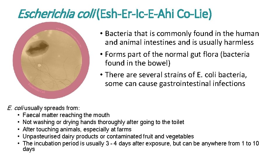 Escherichia coli (Esh-Er-Ic-E-Ahi Co-Lie) • Bacteria that is commonly found in the human and