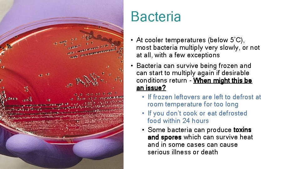 Bacteria • At cooler temperatures (below 5°C), most bacteria multiply very slowly, or not