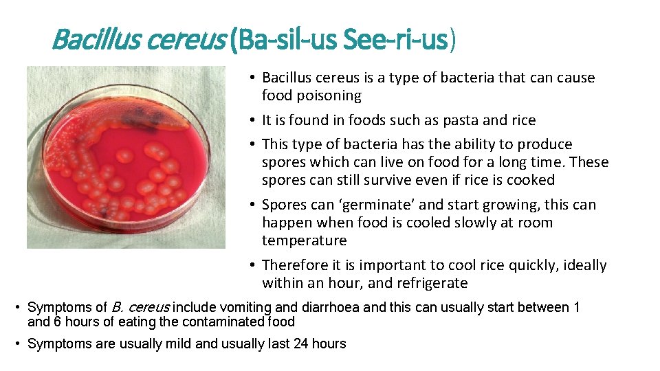 Bacillus cereus (Ba-sil-us See-ri-us) • Bacillus cereus is a type of bacteria that can