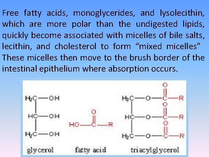 Free fatty acids, monoglycerides, and lysolecithin, which are more polar than the undigested lipids,