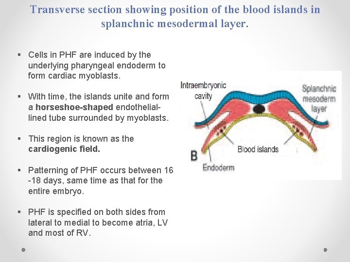 Transverse section showing position of the blood islands in splanchnic mesodermal layer. § Cells