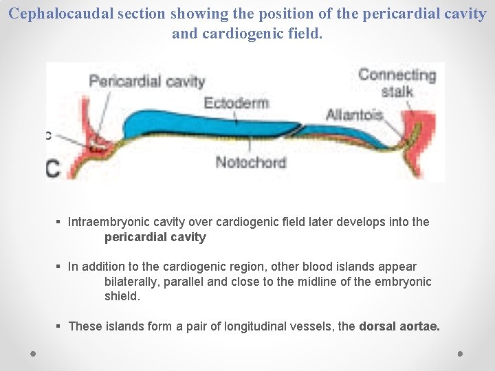 Cephalocaudal section showing the position of the pericardial cavity and cardiogenic field. § Intraembryonic