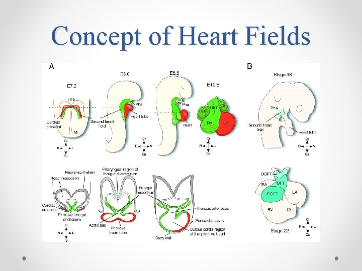Concept of Heart Fields 