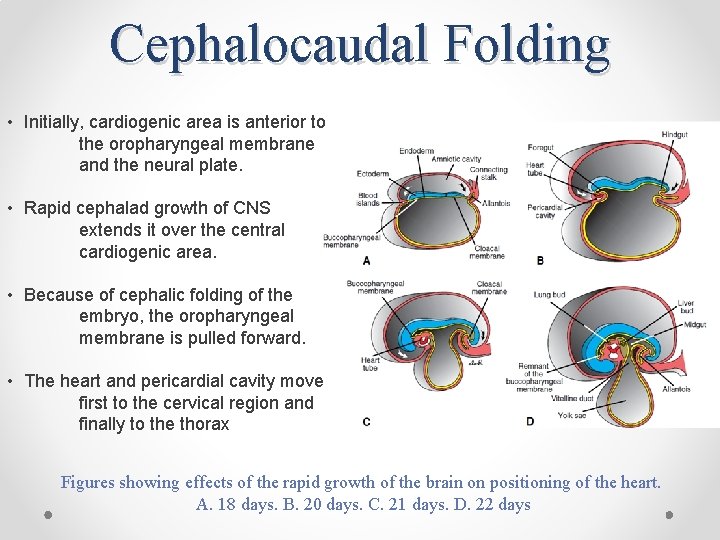 Cephalocaudal Folding • Initially, cardiogenic area is anterior to the oropharyngeal membrane and the