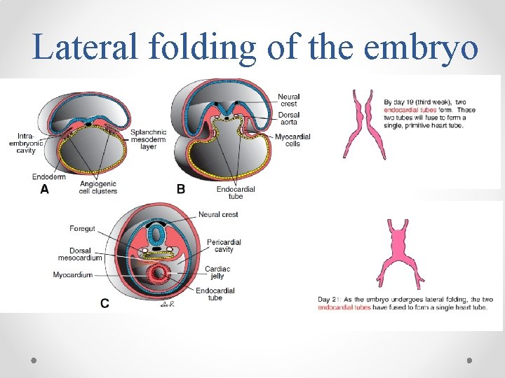 Lateral folding of the embryo 