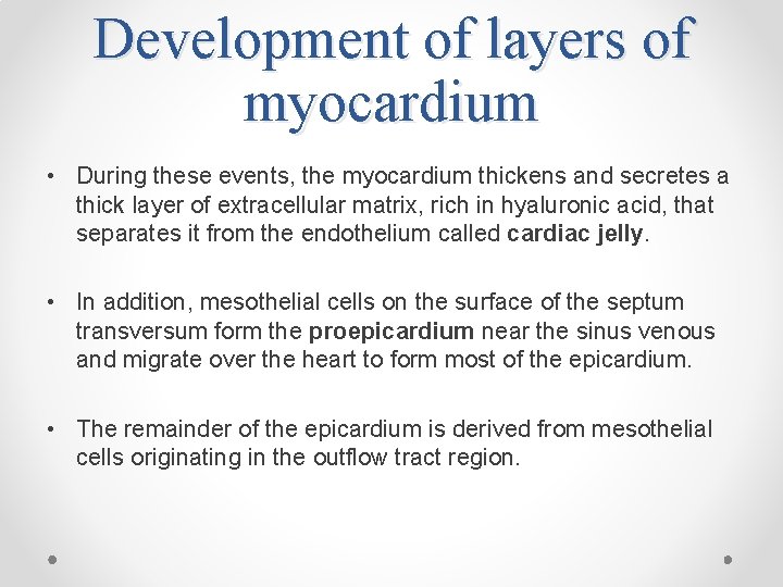 Development of layers of myocardium • During these events, the myocardium thickens and secretes