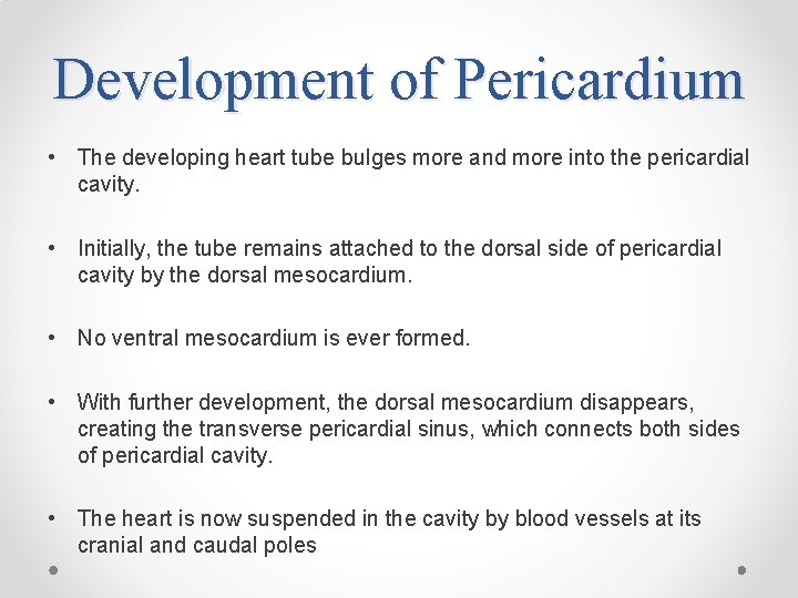 Development of Pericardium • The developing heart tube bulges more and more into the