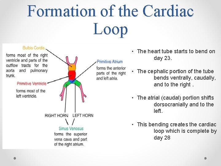 Formation of the Cardiac Loop • The heart tube starts to bend on day