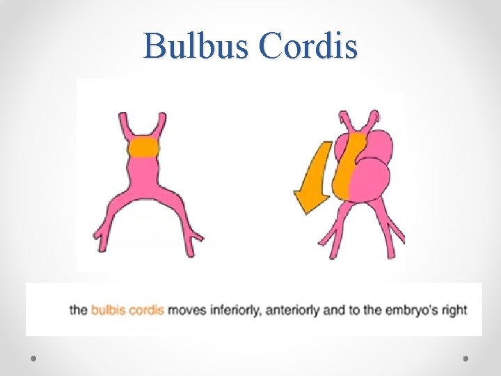 Bulbus Cordis 