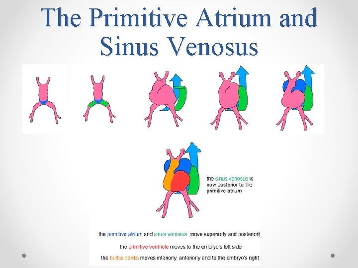 The Primitive Atrium and Sinus Venosus 