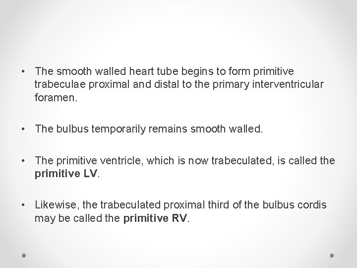  • The smooth walled heart tube begins to form primitive trabeculae proximal and