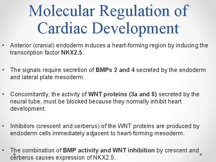 Molecular Regulation of Cardiac Development • Anterior (cranial) endoderm induces a heart-forming region by