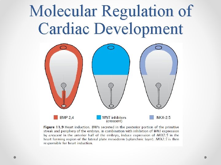 Molecular Regulation of Cardiac Development 