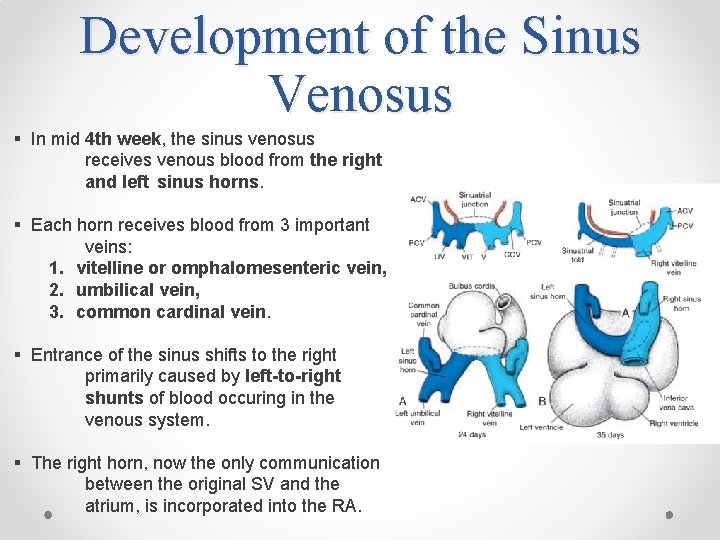 Development of the Sinus Venosus § In mid 4 th week, the sinus venosus