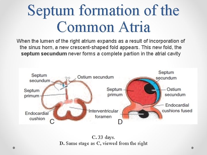 Septum formation of the Common Atria When the lumen of the right atrium expands