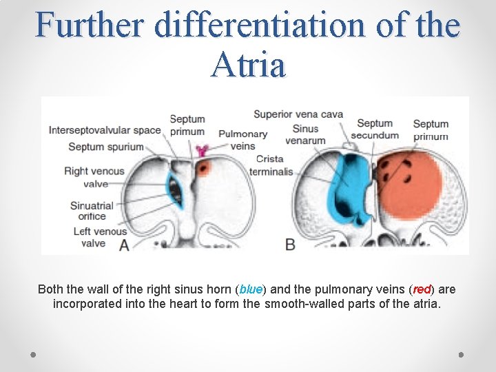 Further differentiation of the Atria Both the wall of the right sinus horn (blue)
