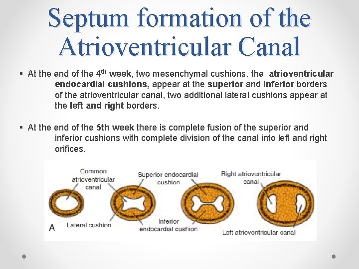 Septum formation of the Atrioventricular Canal § At the end of the 4 th