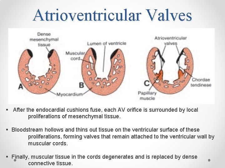 Atrioventricular Valves § After the endocardial cushions fuse, each AV orifice is surrounded by