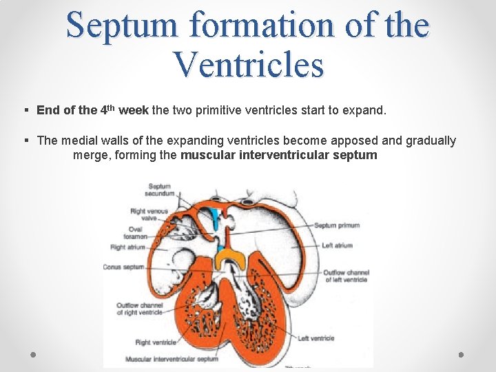 Septum formation of the Ventricles § End of the 4 th week the two