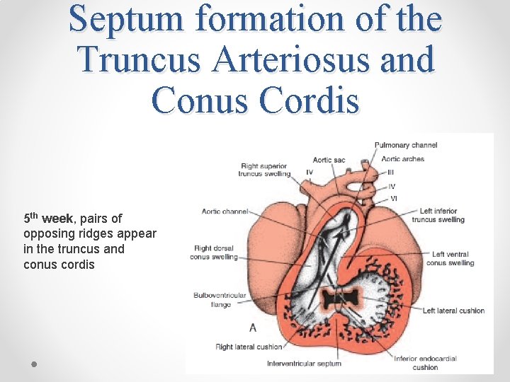 Septum formation of the Truncus Arteriosus and Conus Cordis 5 th week, pairs of